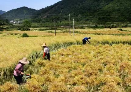 秸稈禁燒季 | 禁止一切露天焚燒秸稈行為！附縣政府禁燒通告、鎮政府倡議書