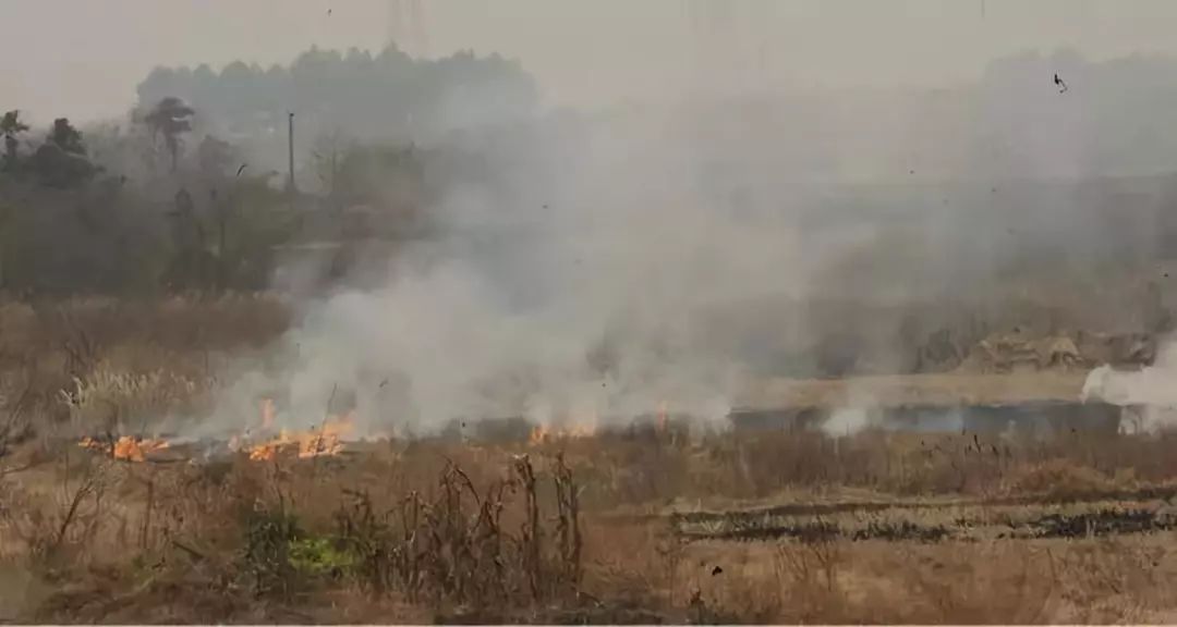 夏收芒種，禁燒秸稈，保衛(wèi)碧水藍(lán)天！