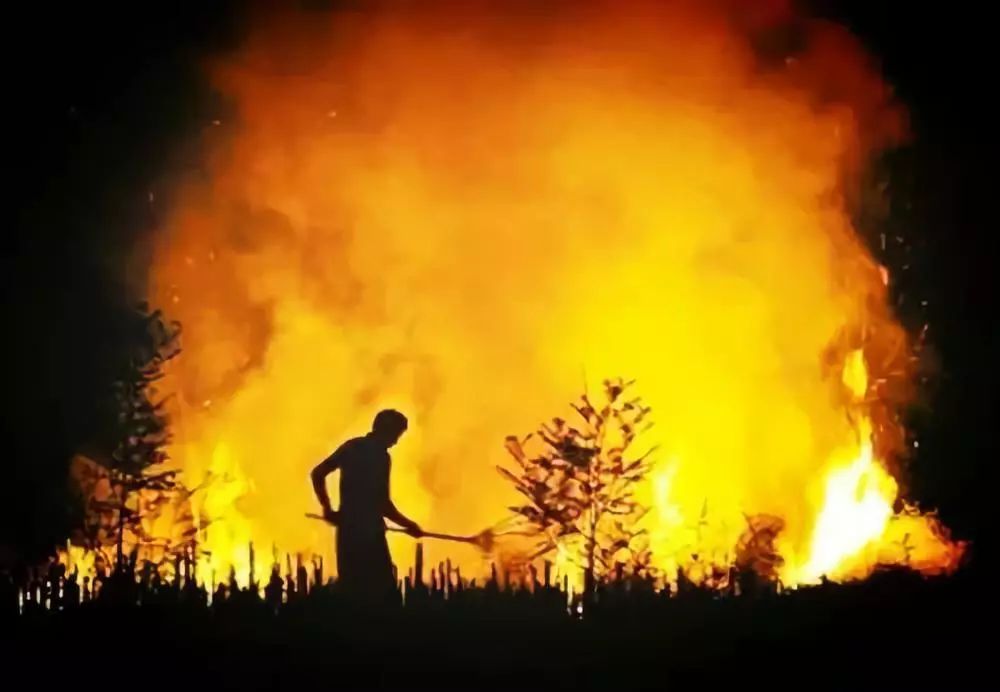 如何看待美國加州大火？怎樣有效防止森林火災蔓延成人間悲劇？