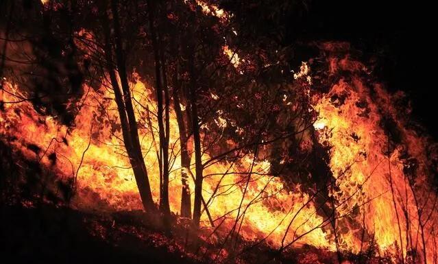 森林火災的發現比撲滅更重要