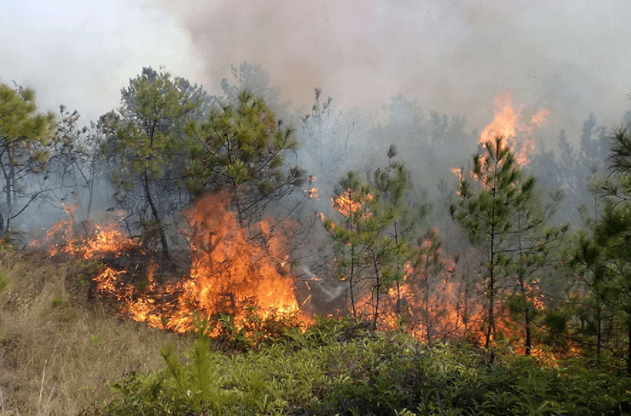 森林防火預警監測系統可以滿足森林、草原、山區等不同場合火災預警監控嗎？